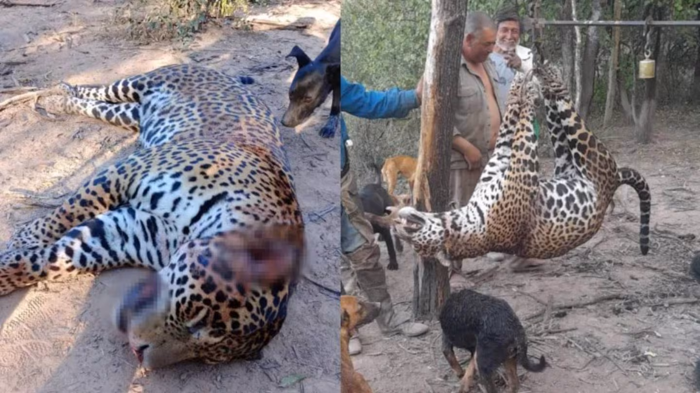 Piden que cuatro hombres que cazaron y carnearon un yaguareté reciban penas ejemplificadoras